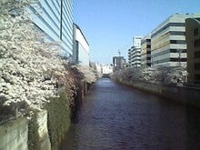 桜2