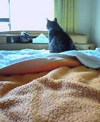 カラスかな？