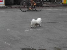 china dog