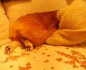 こはな☆