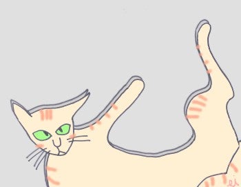cat