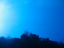 久米島0815ノースライン