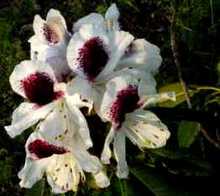 シャクナゲ(白系)