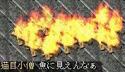 魚