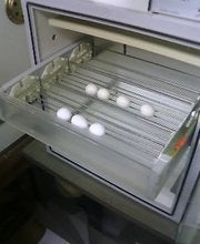 孵卵器２