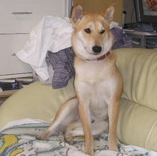 何か、変・・?