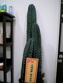 サボテン