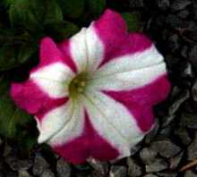 ベチュニア(ロ-ズ&ホワイト)