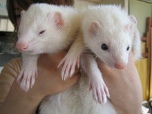 17apr05 ハル&フェルト