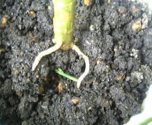 ほら　根っこがｗ