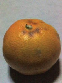 みかん。.jpg
