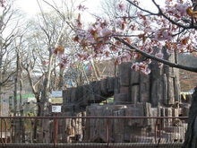 saruyamasakura
