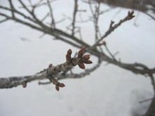 sakura2