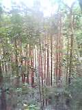尾鈴