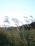 061107_1705~0001.jpg