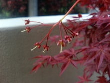 momiji