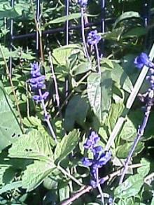 060919_1541~01.JPG