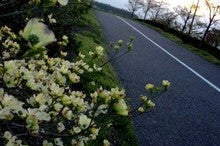 ハナミズキ（白）