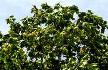 ユリノキ（満開）