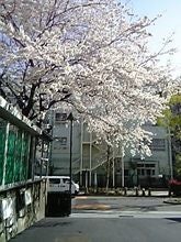 sakura