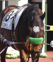 これが愛馬です