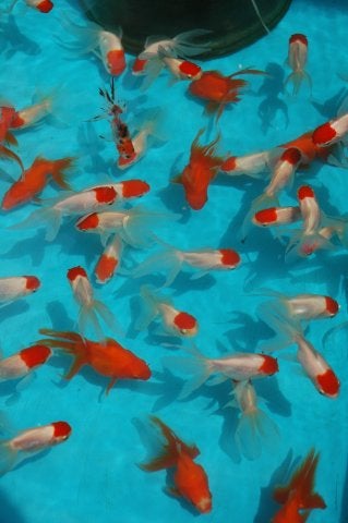 東京都豊島区池袋、2006年8月5日