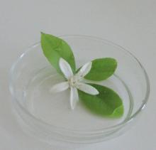 檸檬の花