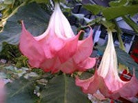 hana