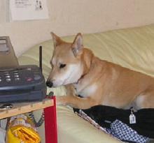 でんわがうるさいｗ