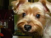 愛犬多多