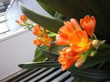 花６