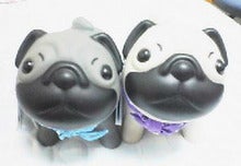 pug