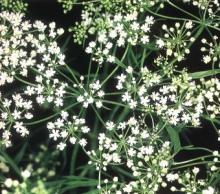 アニスの花