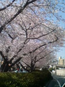 桜