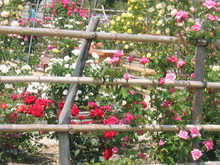 rose