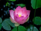 pinklotus
