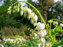 はぐれ雲（７）