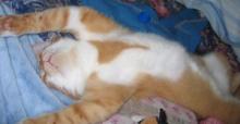 幸せは、猫の寝顔(寝相）にありにけり