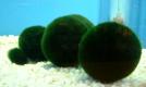 marimo