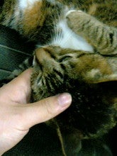 satuki