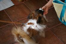 犬が苦手なお姉さんと