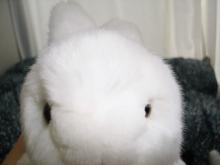 うさぎ