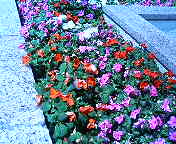 P1000019.jpg