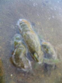 20061027165238.jpg