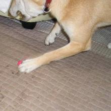 噛んだ後は、パンチですか　T T
