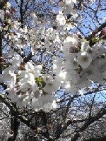 sakura