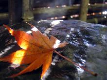 20050101_momiji