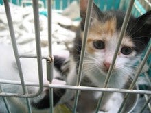 子猫２