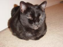 Blackie
