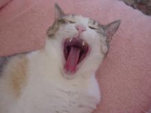 ミケ
